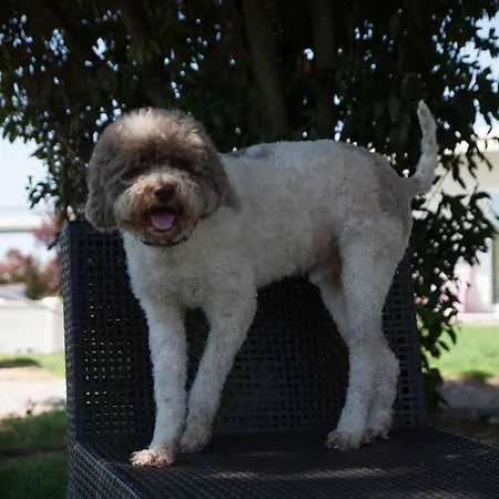 Il Giardino Di Rebecca 4* フェラーラ